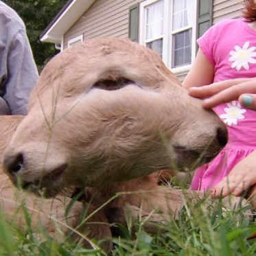 Two-Faced Calf is Alive and Eating in Kentucky