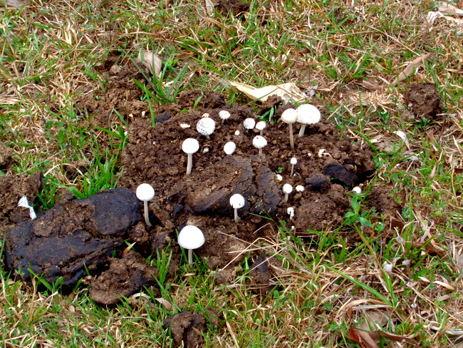 cow poop with mushrooms
