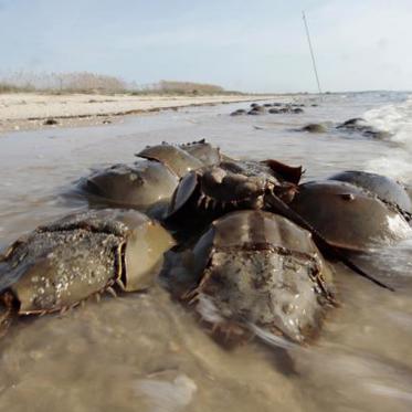 World’s “Living Fossils” Are Mysteriously Dying Off In Japan