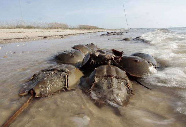 World’s “Living Fossils” Are Mysteriously Dying Off In Japan