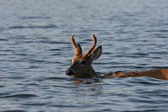 deer in water 570x380