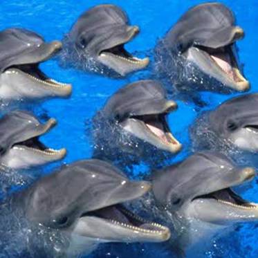 New Recordings Prove Dolphins Have A Structured Language