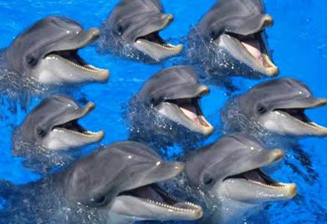 New Recordings Prove Dolphins Have A Structured Language