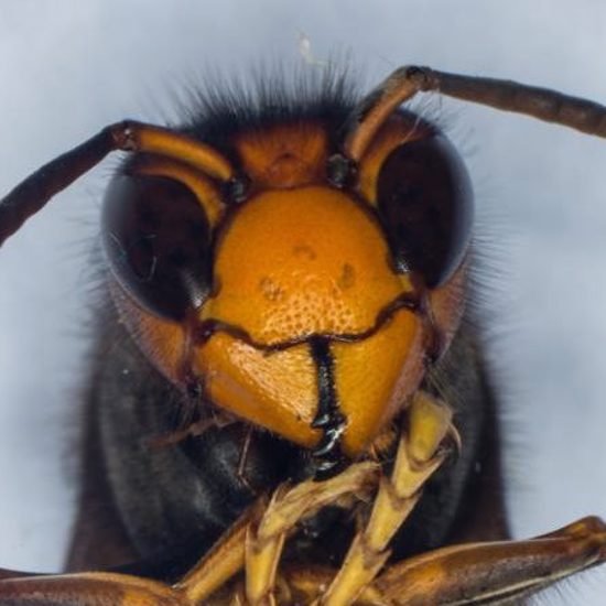 Giant Asian Hornets Invade UK For The First Time