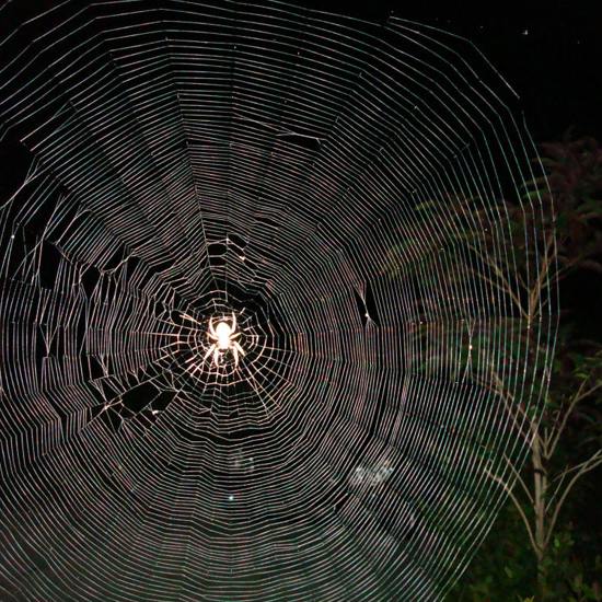 The Strange And Deadly Musical Properties Of Spider Webs