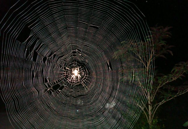 The Strange And Deadly Musical Properties Of Spider Webs