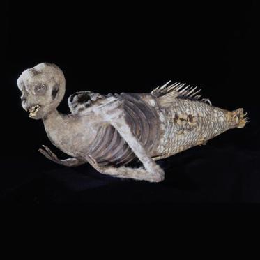 Mermaid Goes on Display at Harvard Museum