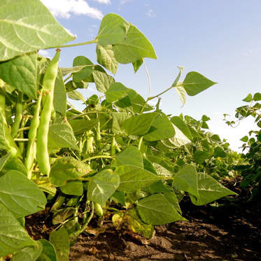 Another Sighting of a Humanoid in a Bean Field