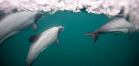 hectors dolphins 570x274