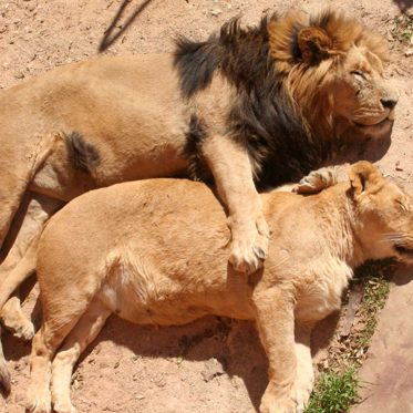 The Mysterious Transgender Lionesses Of Botswana