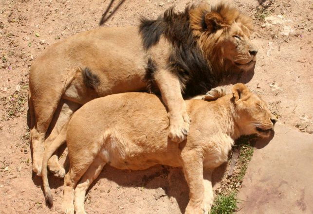 The Mysterious Transgender Lionesses Of Botswana