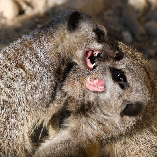 Meerkats Are The World’s Most Murderous Mammals