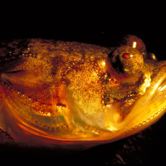 Scientists Solve Mystery of Why This Fish Sings at Night