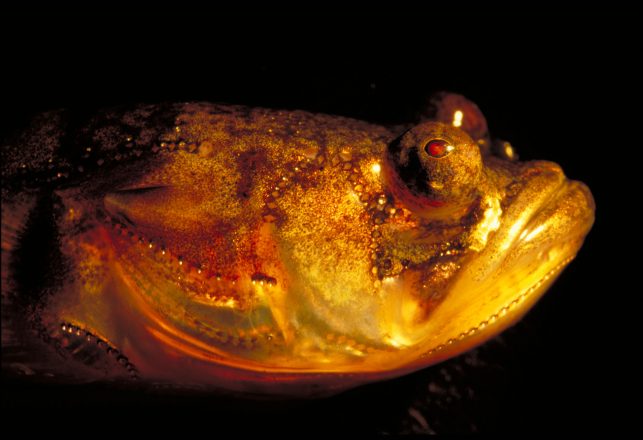 Scientists Solve Mystery of Why This Fish Sings at Night
