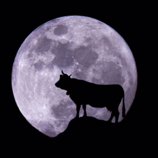 The Full Moon Is Having A Strange Effect On Cows