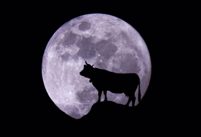 The Full Moon Is Having A Strange Effect On Cows