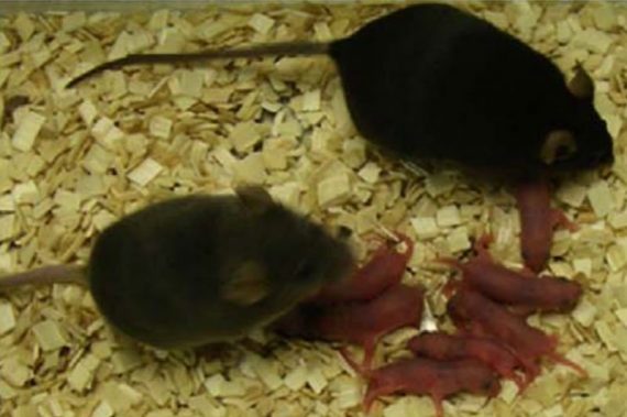 mouse babies 570x379