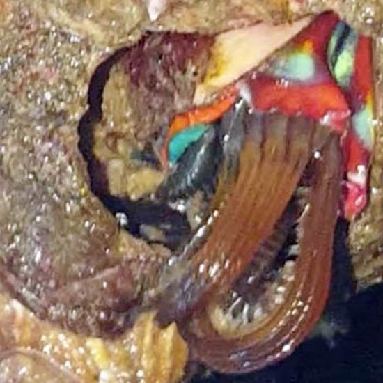 Creepy Barnacle Covered With Tongues Caught in California