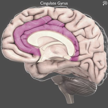 Perceptions Can Now Be Altered With Neurofeedback