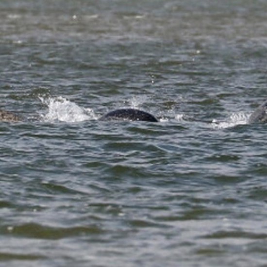 Clear Photo of Loch Ness Monster Still Doubted By Skeptics