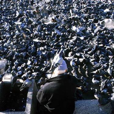 Some Pigeons Are Learning to Read