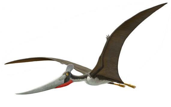 pterosaur 570x358