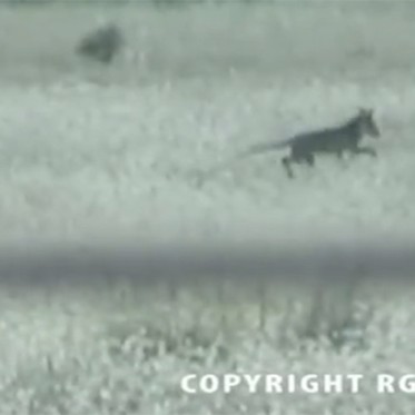 Another Video Released of Possible Tasmanian Tiger