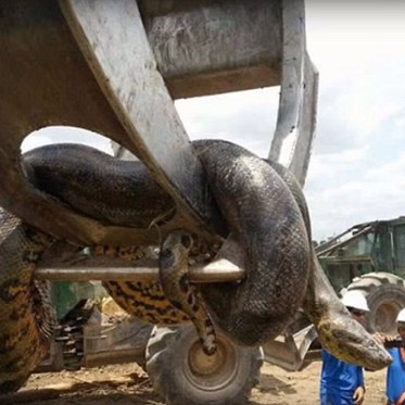 Possible World Record Snake is Found in Brazil