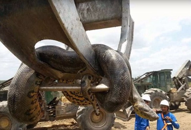 Possible World Record Snake is Found in Brazil