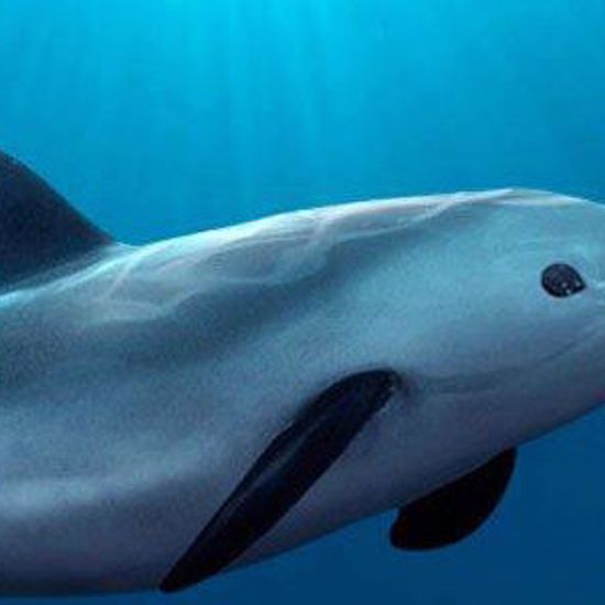 Aquatic Cocaine is Killing Rare Porpoises