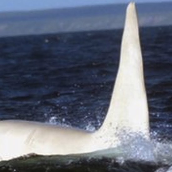 The Number of White Killer Whales is Mysteriously Growing
