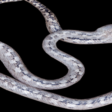 Mysterious Ghost Snake with Cat Eyes Haunts Madagascar