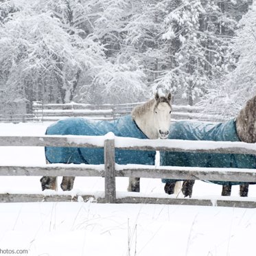 Horses Can Communicate with Humans