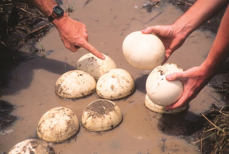 108347 ostrich eggs iStock 102953447 LARGE