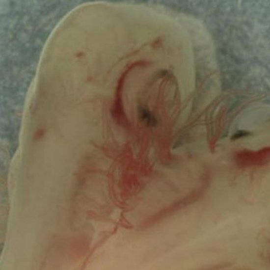 Bizarre Two-Headed Shark Found in Lab in Spain