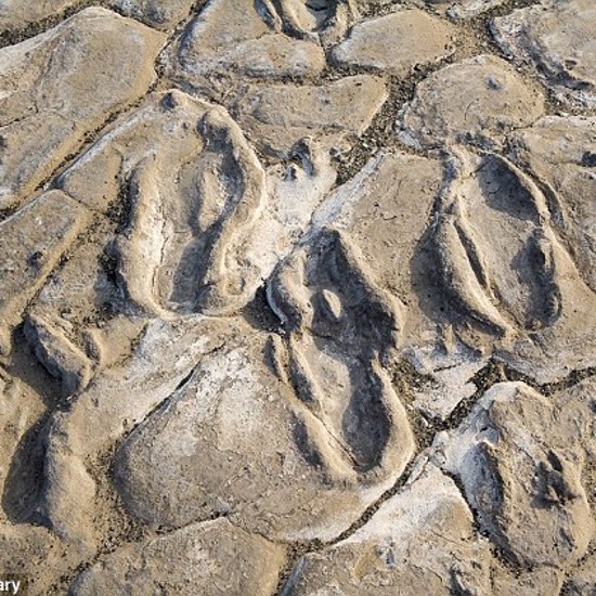 Largest Group of Ancient Footprints Found in Tanzania