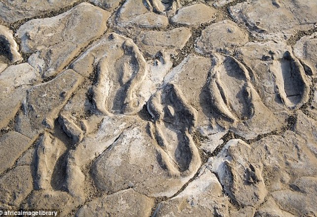 Largest Group of Ancient Footprints Found in Tanzania