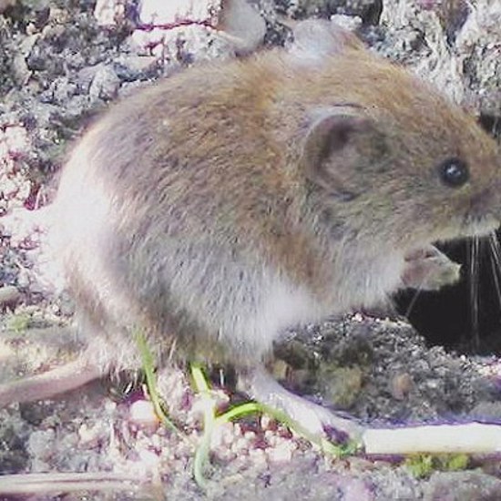 Stone Age People Dined on Roasted Rodents