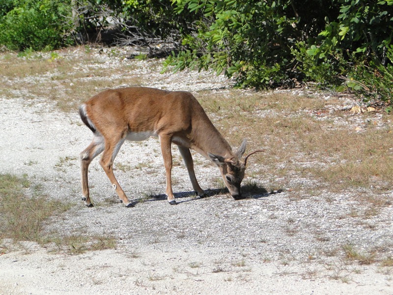 Florida Keys Deer credit Lauren Tjaden 6