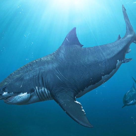 Giant Prehistoric Shark Megalodon Had a Big Toothy Cousin