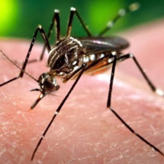 Zika May be Transmitted Through Tears and Sweat