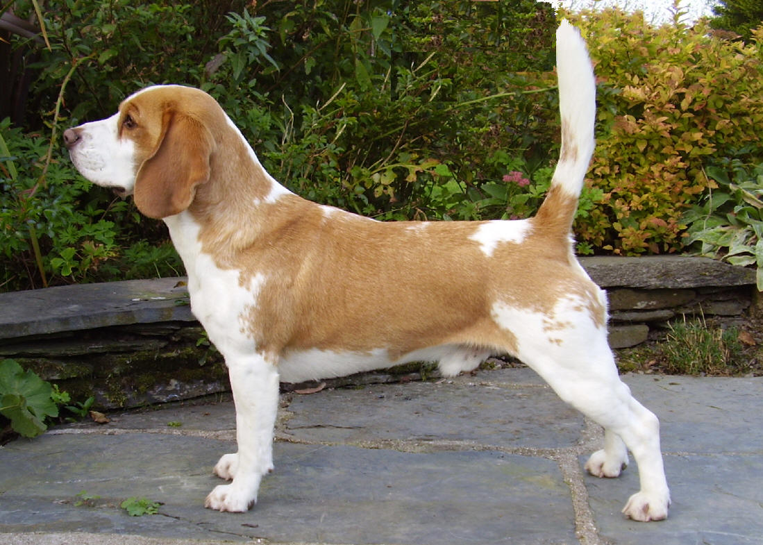 beagle15