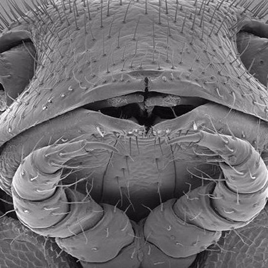 Strange New Bug Has Poison Sprayers, 414 Legs, And 4 Penises
