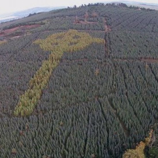 Mysterious Giant Celtic Cross Discovered In Irish Forest