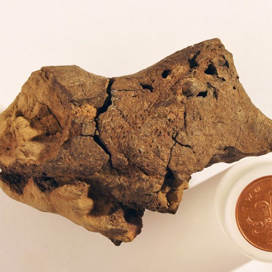 Paleontologists Unearth World’s First Dinosaur Brain