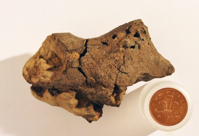 Paleontologists Unearth World’s First Dinosaur Brain