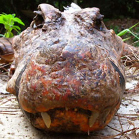 Bat-Eating Orange Crocodiles Found in a Cave in Gabon