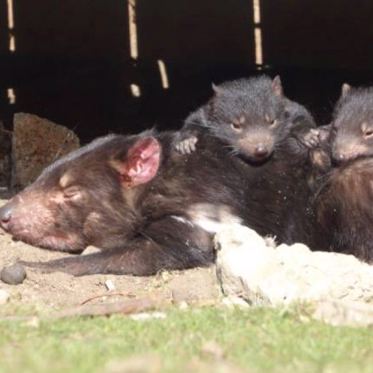 Tasmanian Devil Milk Kills Deadly Superbugs