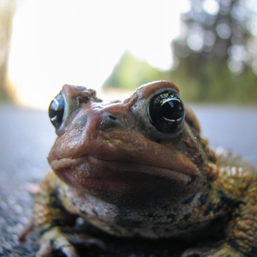 Giant Frogs on the Loose in Minnesota?