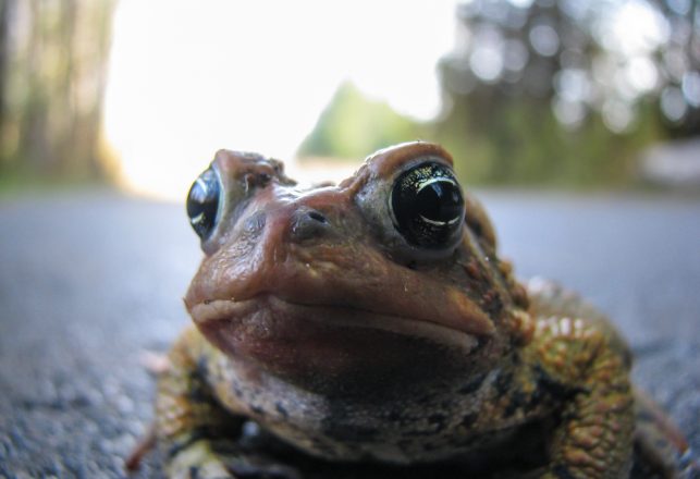 Giant Frogs on the Loose in Minnesota?